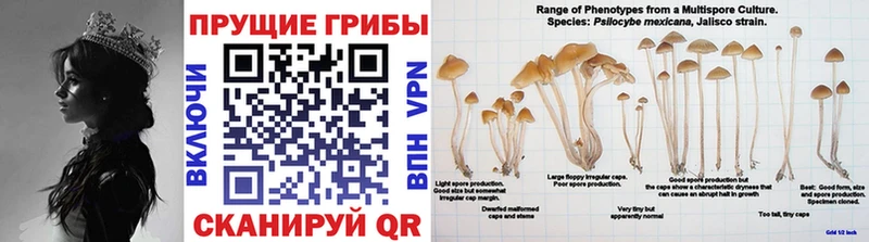 kraken ССЫЛКА  Октябрьск  Псилоцибиновые грибы Psilocybe 